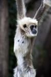 Juvenile White-Handed Gibbon