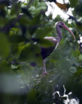 Juvenile White Ibis