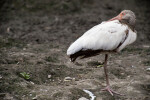 Juvenile White Ibis at Rest