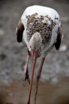 Juvenile White Ibis Foraging