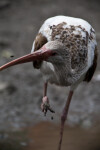 Juvenile White Ibis