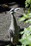 Juvenile Yellow-Crowned Night Heron