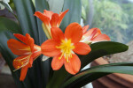 Kaffir Lily (Clivia miniata)