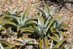 Kalanchoe gastonis-bonnieri