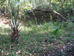 Kanapaha Botanical Gardens