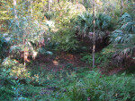 Kanapaha Sinkhole