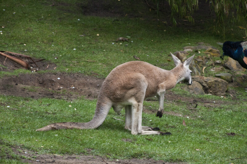 Kangaroo at San Francisco Zoo
