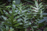 Kangaroo Paw Ferns