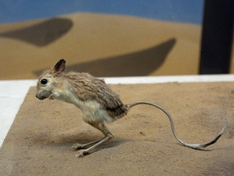 Kangaroo Rat ClipPix ETC Educational Photos For Students And Teachers