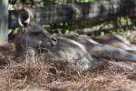 Kangaroo Sleeping