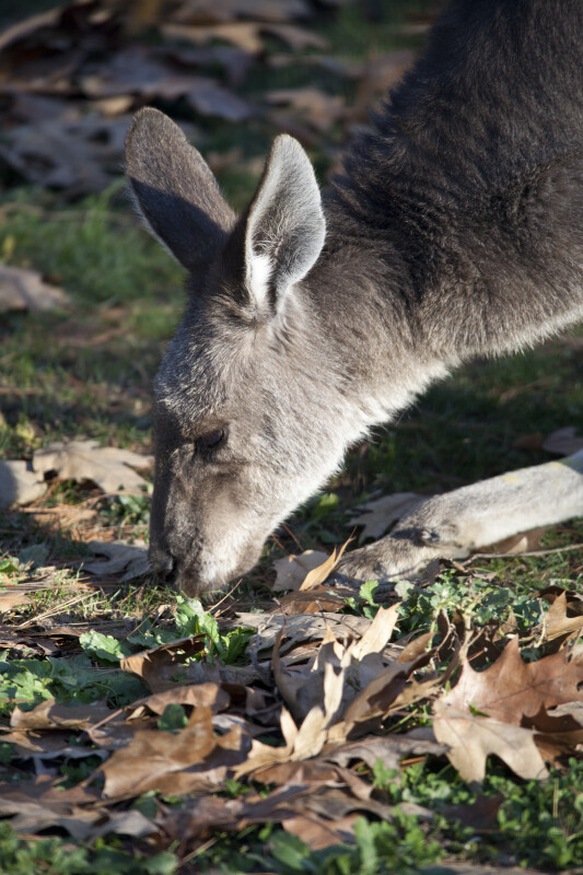 Kangaroo Smelling