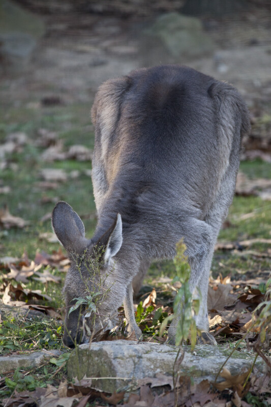 Kangaroo Sniffing