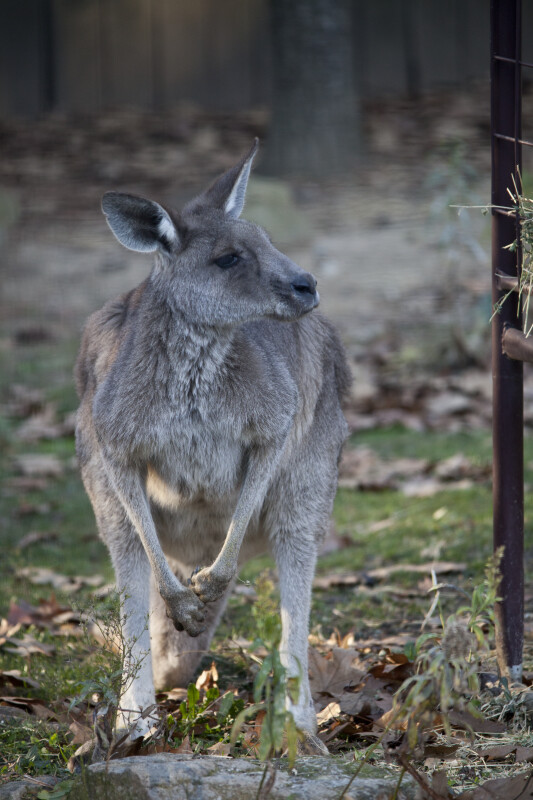 Kangaroo Standing