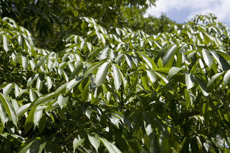 Kapok Leaves
