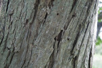 Katsura Tree Bark Detail