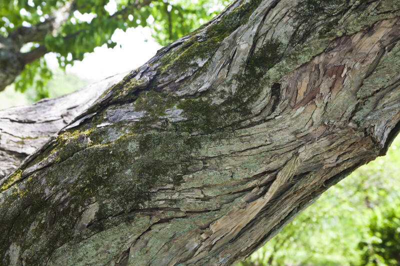 Katsura Tree Bark