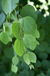 Katsura Tree Green Leaves
