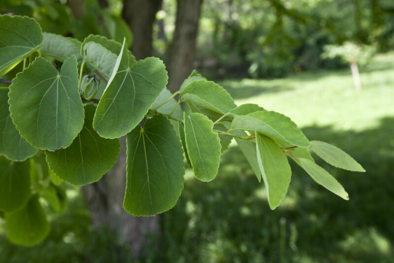 Katsura Tree Leaves on Branch