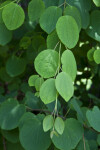 Katsura Tree Opposite Leaves