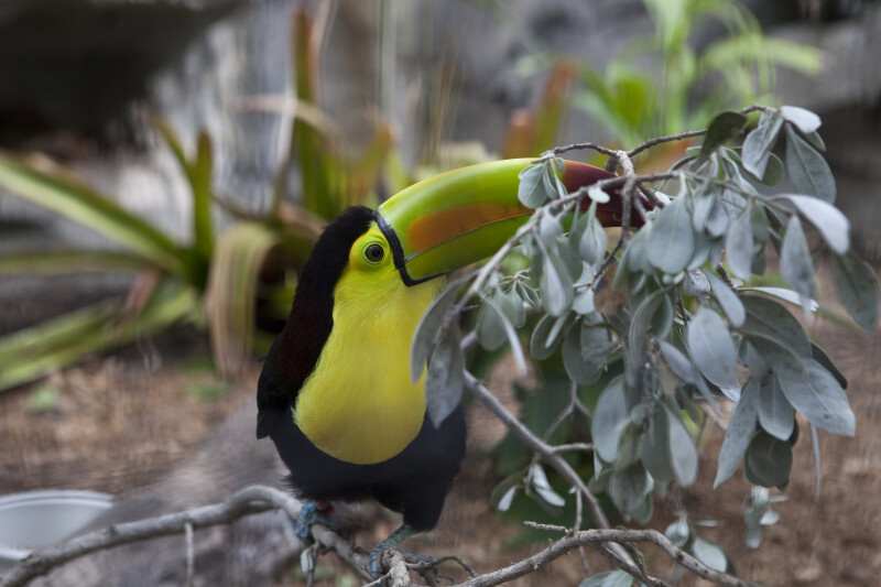 Keel-Billed Toucan and Leaves
