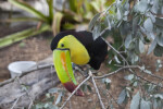 Keel-Billed Toucan from Ahead