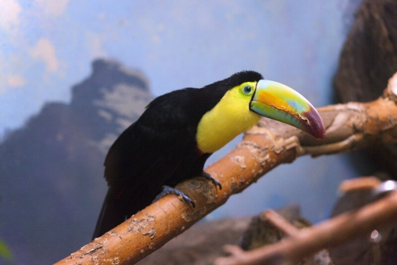 Keel-Billed Toucan on Branch