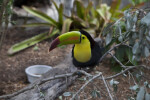 Keel-Billed Toucan on Branch