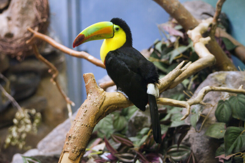 Keel Billed Toucan Perched