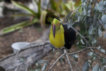 Keel-Billed Toucan