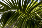 Kentia Palm Frond