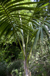 Kentia Palm