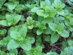 Kentucky Colonel Mint