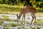 Key Deer Back Hind Quarter