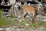 Key Deer Eating Grass