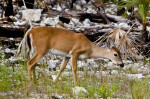 Key Deer Foraging