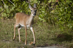 Key Deer Front View