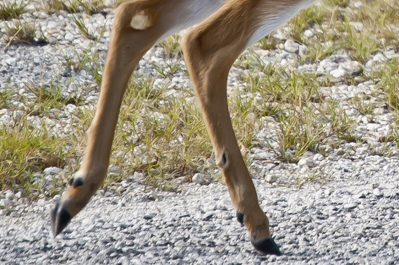 Key Deer Hind Legs