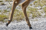 Key Deer Hind Legs