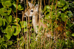 Key Deer in Tall Grass