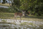 Key Deer with Head Turned