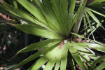 Key Thatch Palm Leaves