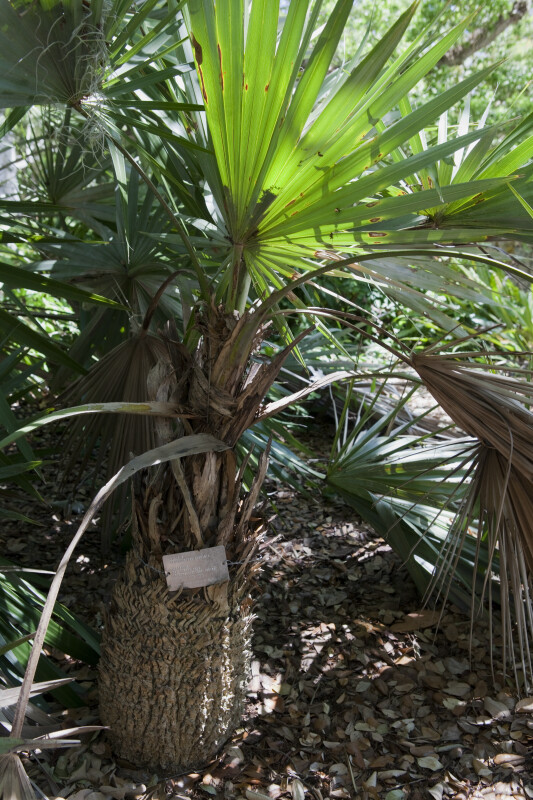 Key Thatch Palm