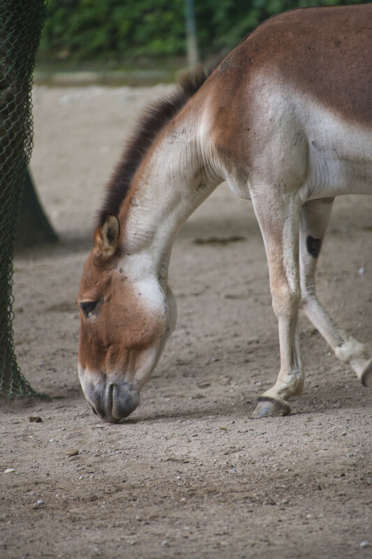 Kiang With Mouth Near Dirt