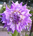 'Kidd's Climax" Dahlia Detail