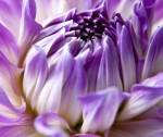 "Kidd's Climax" Dahlia