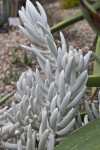 Kleinia haworthii