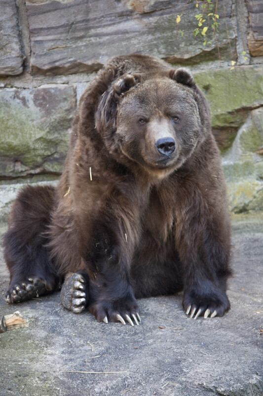 Kodiak at Pittsburgh Zoo