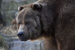 Kodiak Bear Close-Up