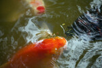 Koi and Turtle Competing