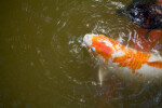 Koi at the Surface